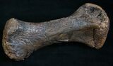 Edmontosaurus (Hadrosaur) Metatarsal - #8452-1